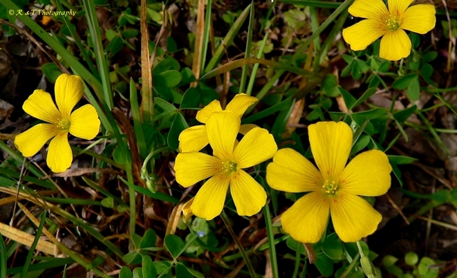 {Oxalis colorea}